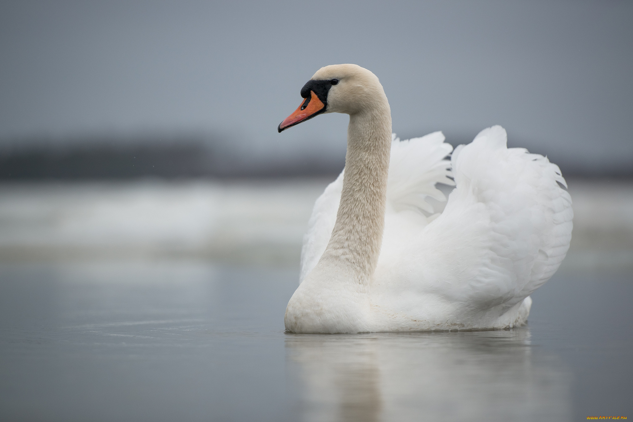 , , swan, lake, , 